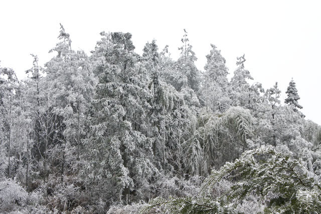 大院农场迎来今冬第一场雪