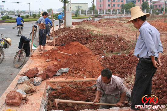 县城中心大道两旁栽树忙