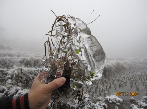 石洲：遭受雨雪冰冻灾害