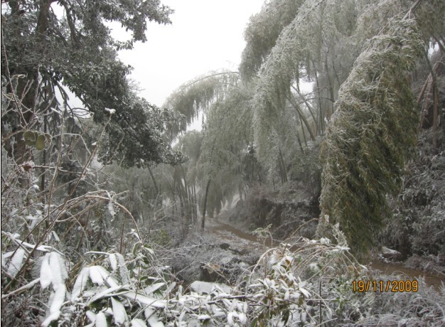 石洲：遭受雨雪冰冻灾害