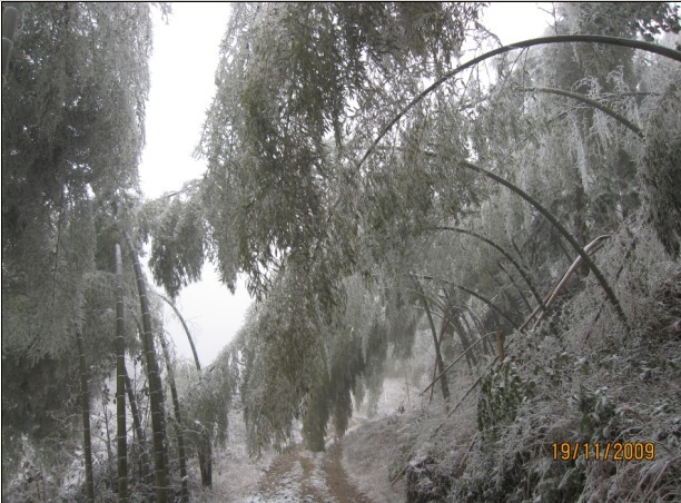 石洲：遭受雨雪冰冻灾害