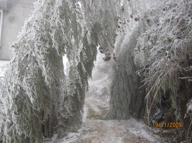 石洲：遭受雨雪冰冻灾害