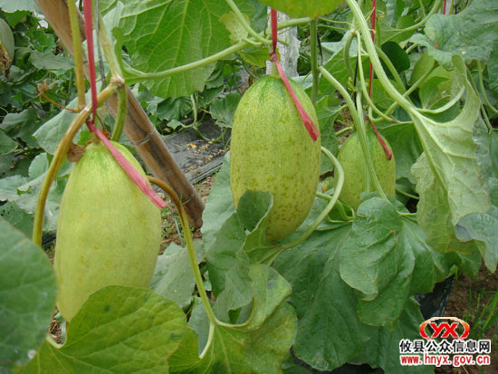 寒风冷雨中：“攸县籍”反季节瓜果即将上市