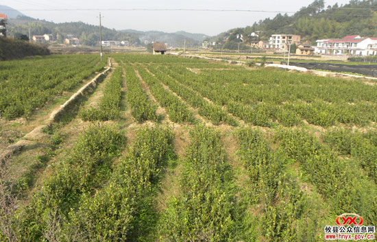 乡镇见闻：槚山湖沙垅村大力发展苗木产业