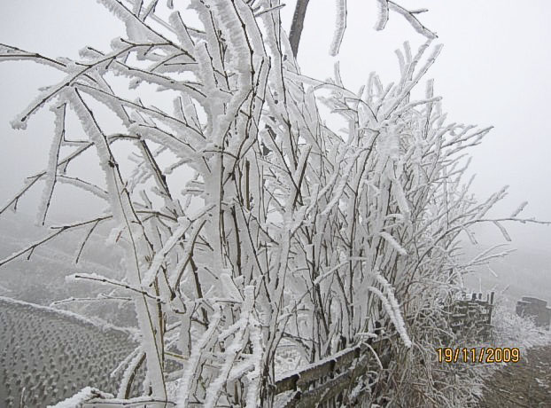 石洲：遭受雨雪冰冻灾害