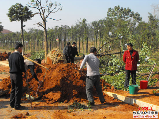 “千棵大树进城”今日正式开始了