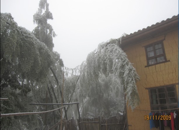 石洲：遭受雨雪冰冻灾害