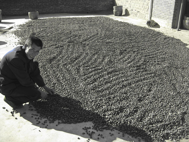 我县东风乡油茶喜获丰收