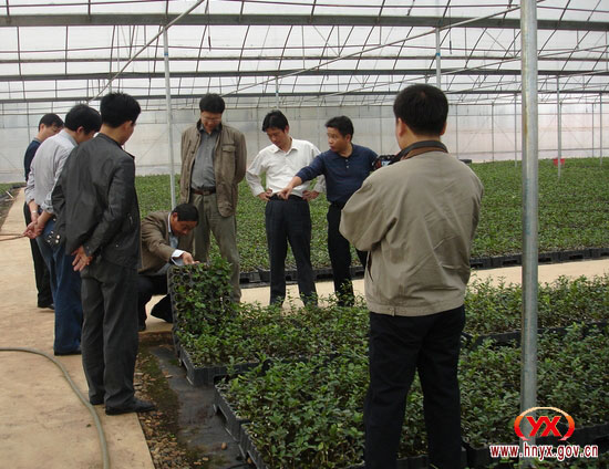 国家退耕还林办李清松一行来攸县视察工作