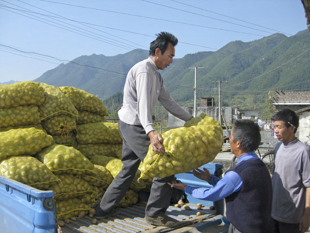 县农业局:技物结合抓冬种 促农增收