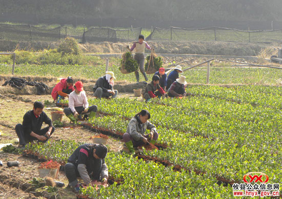 乡镇见闻：槚山湖沙垅村大力发展苗木产业