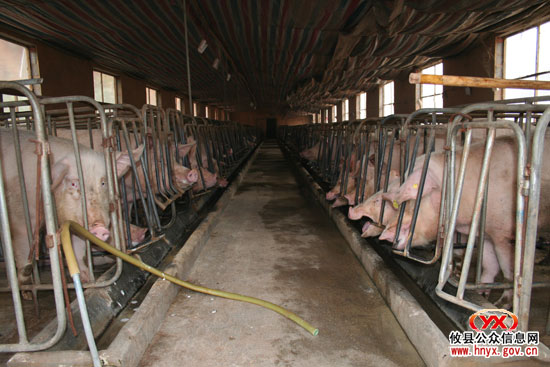 乡镇见闻：湖南坳乡大力发展生猪养殖业