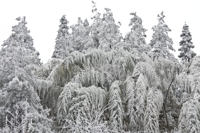 大院农场迎来今冬第一场雪