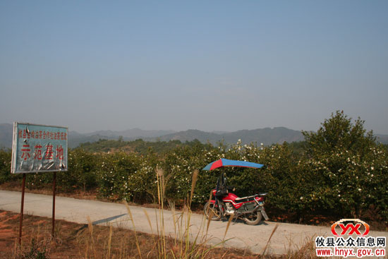 乡镇见闻：坪阳庙通过土地流转建“绿色银行”