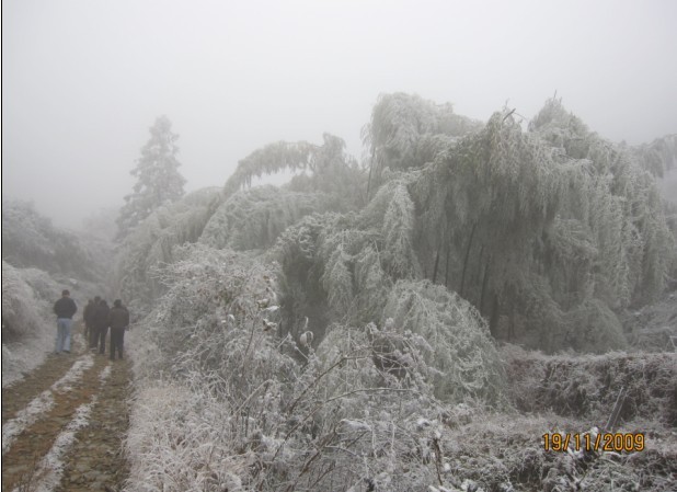 石洲：遭受雨雪冰冻灾害