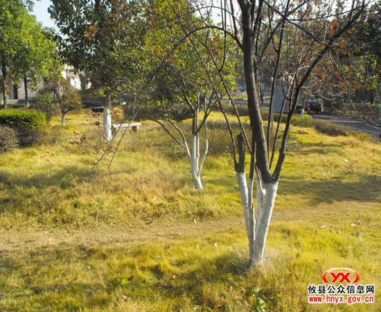 我县城区树木普遍着“银裤”