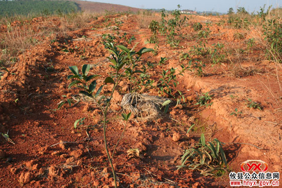 乡镇见闻： 皇图岭山下忙修渠 山上忙种树