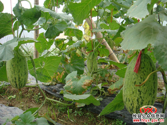 寒风冷雨中：“攸县籍”反季节瓜果即将上市