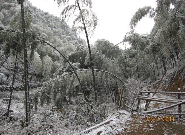 石洲：遭受雨雪冰冻灾害