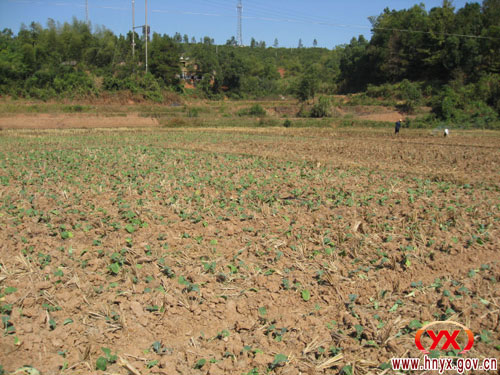 网岭镇“三早”带来了“三冬”生产热潮