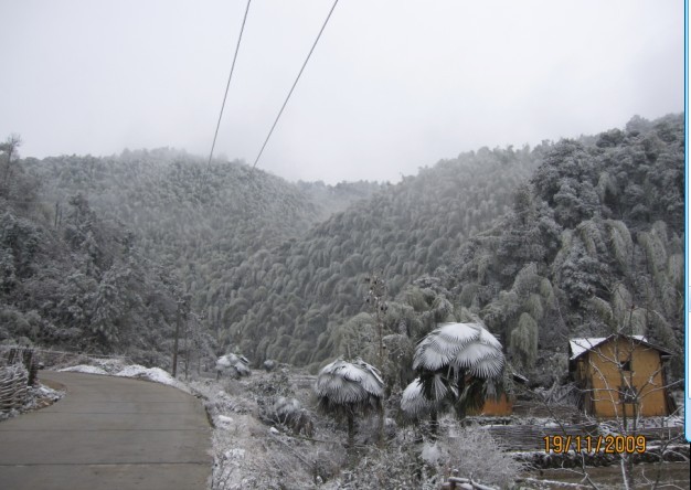 石洲：遭受雨雪冰冻灾害