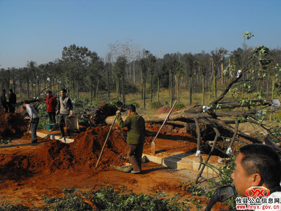 “千棵大树进城”今日正式开始了