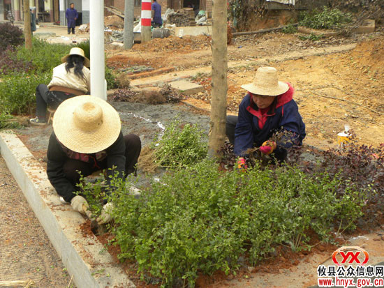 乡镇见闻：大同桥加紧美化镇区国道两旁环境