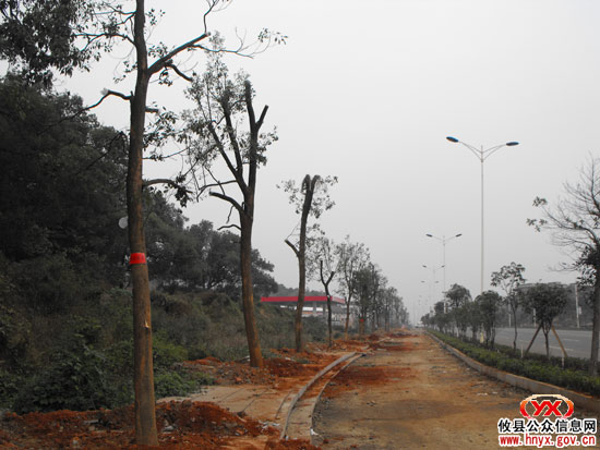 “千棵大树”今日为止全部进城“安家落户”