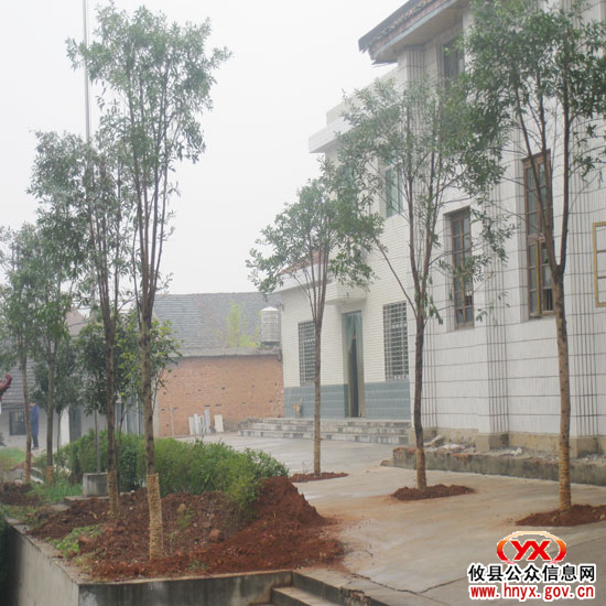 石羊塘镇积极实施“百棵大树进镇区”工程