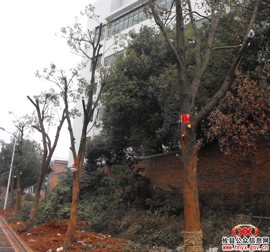 “千棵大树”进城安家“过了半”