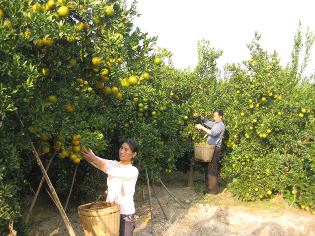 县农业局：积极推广柑桔无公害栽培