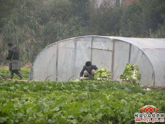 乡镇见闻：酒埠江镇“三冬”生产掀高潮