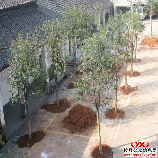 石羊塘镇积极实施“百棵大树进镇区”工程