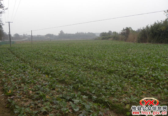 乡镇见闻：大同桥推行土地流转带来综合效益