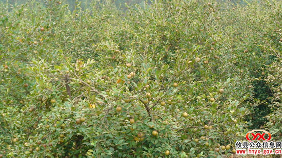 攸县参与完成的油茶项目获梁希林业科技二等奖