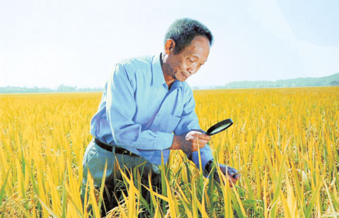 我县“穗丰”获得3万亩“袁氏超级稻”推广种植合同