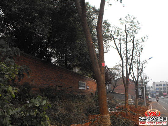 “千棵大树”今日为止全部进城“安家落户”