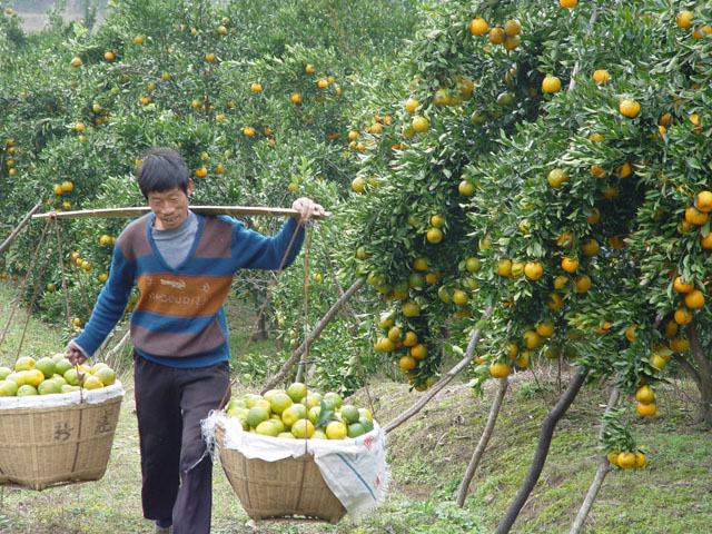 县农业局：积极推广柑桔无公害栽培