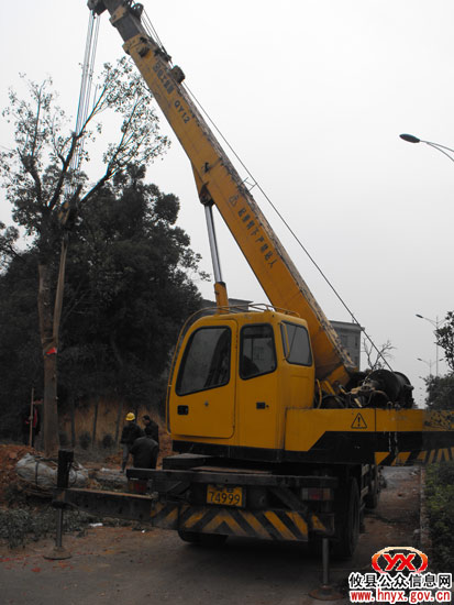 “千棵大树”进城安家“过了半”