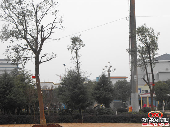 “千棵大树”今日为止全部进城“安家落户”