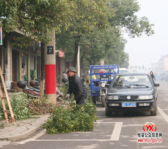 三创四化：我县县城正在给行道树木冬季“整型”