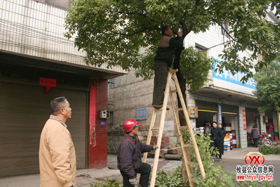 三创四化：我县县城正在给行道树木冬季“整型”