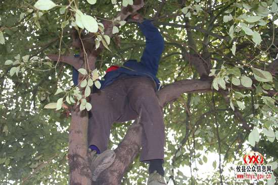 三创四化：我县县城正在给行道树木冬季“整型”