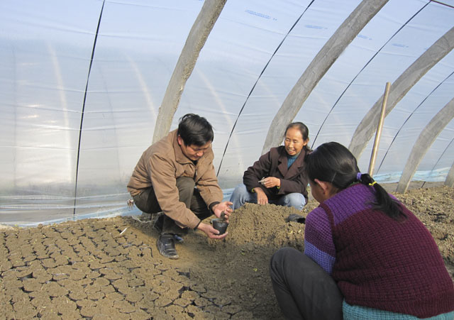 炎陵县农业局加强外销型蔬菜基地技术指导