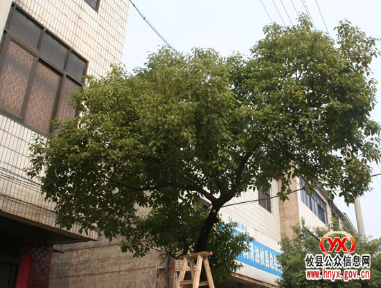 三创四化：我县县城正在给行道树木冬季“整型”