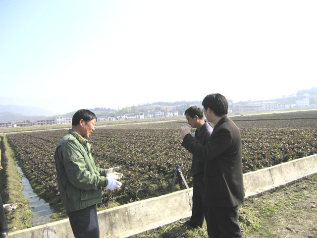 炎陵县农业局加强外销型蔬菜基地技术指导