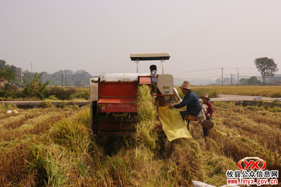 回眸2009：我县稻谷总产量突破50万吨创新高