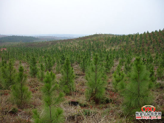 回眸2009：林业发展坚持“开源”与“减害”并驾齐驱