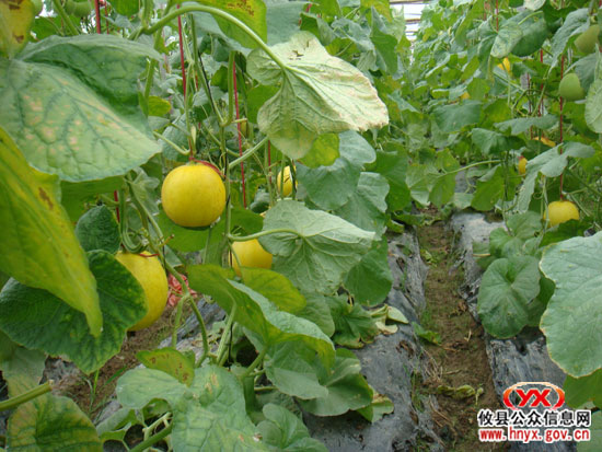 回眸2009年：我县围绕土地流转做活“农”字文章