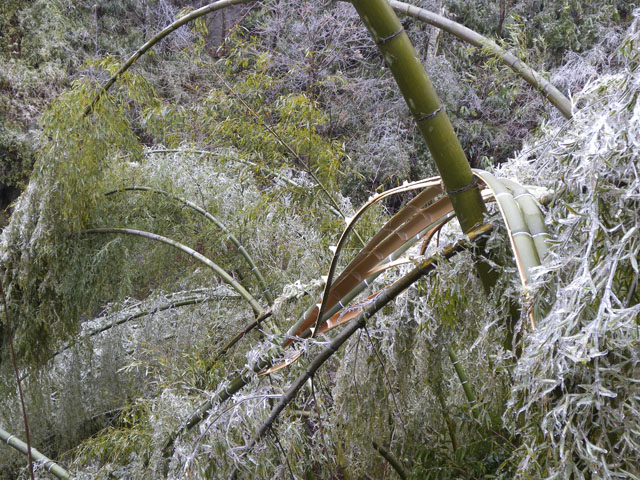 龙溪乡：齐心协力抗冰冻
